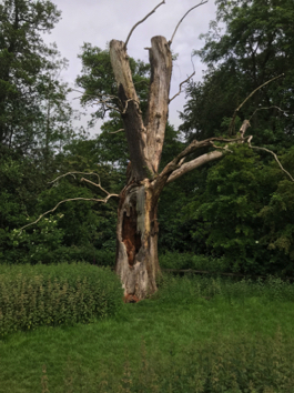 Packwood dead tree