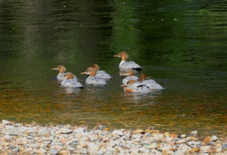 Clunie Ducklings