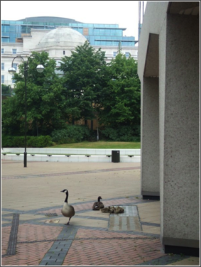 alpha tower 
geese