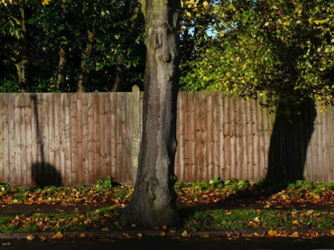 moseley 
fence, tree, shadow
 Billsley lane