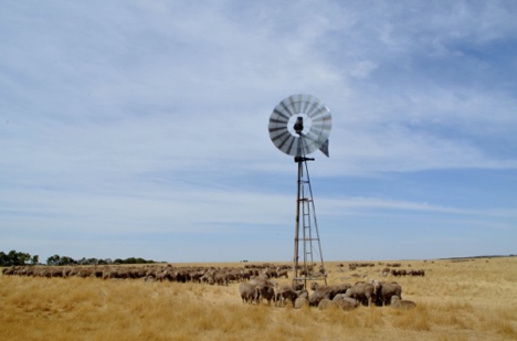 Sheep windmill wide