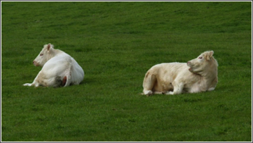two white cattle