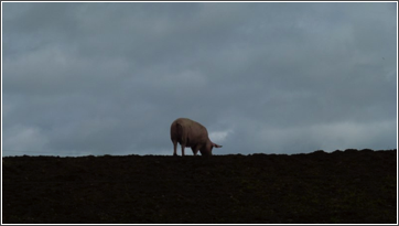 lone sow