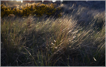 wispie dune grasses