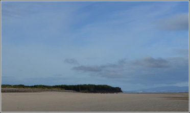 findhorn beach trees