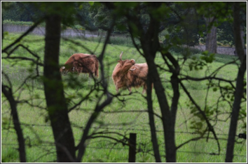 Cawdor Cows #2