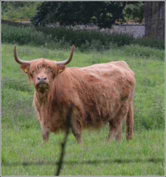 Cawdor Cows #4