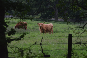 Cawdor Cows