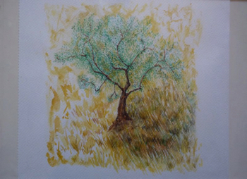 spanish olive tree