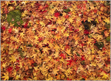 wmg leaves
