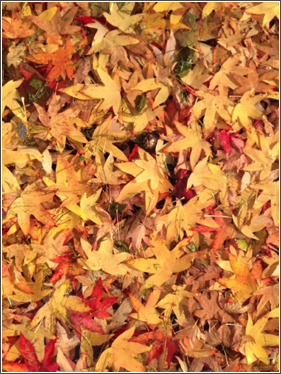 wmg leaves