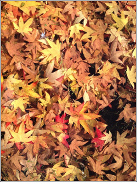 wmg leaves