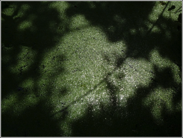 june pond • 3