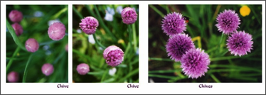 chives