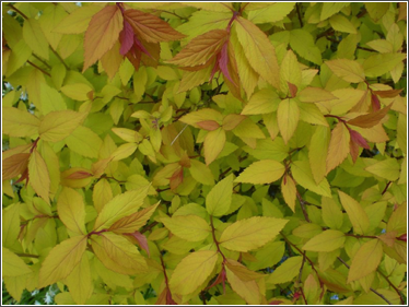 yellow leaves
