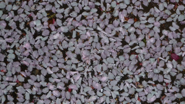cherry blossom
sparkle