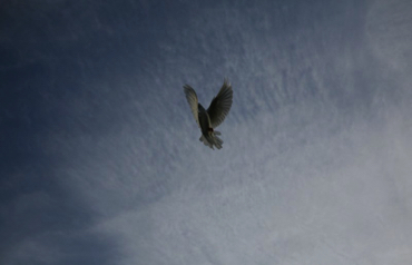 white dove, blue sky