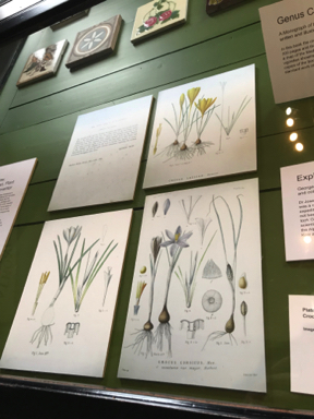 Botanical crocus drawings 