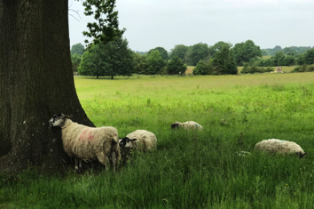 Packwood sheep at tree