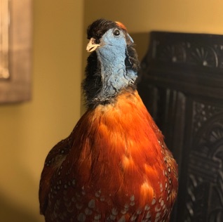Pheasant
